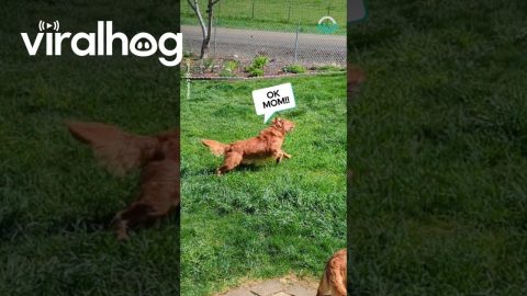 Krame the Lawn Mowing Golden Retriever || ViralHog