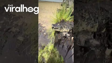Excavator Unearths Crocodile During River Clearing Operation || ViralHog