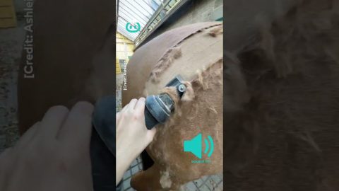 Satisfying Horse Coat Clipping || ViralHog