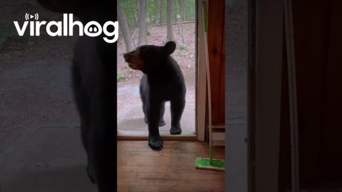 A Bear Stole My Swiffer || ViralHog