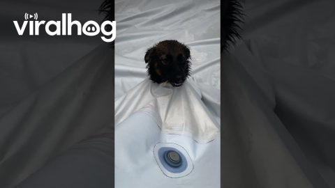 Puppy Wears The Pool || ViralHog