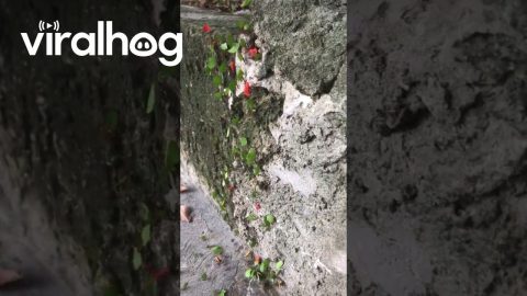 Ants on a Mission || ViralHog