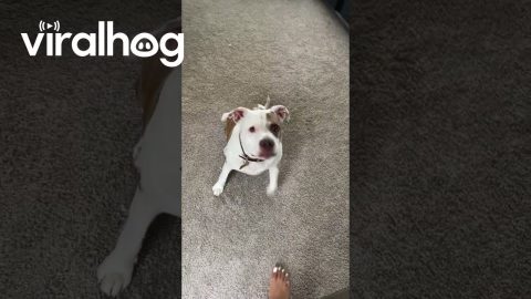 Coco Has Many Talents || ViralHog