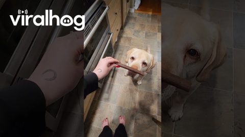Labrador Retriever Knows What Treats He Likes || ViralHog