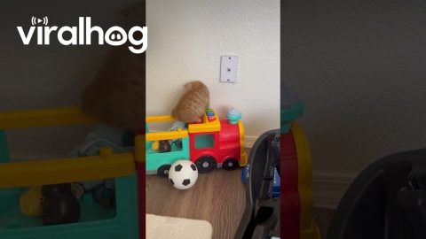Kitten Plays With Toy Train || ViralHog