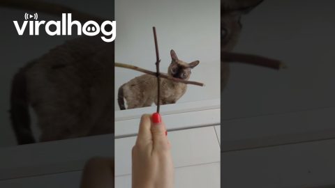 Exorcising The Cat || ViralHog