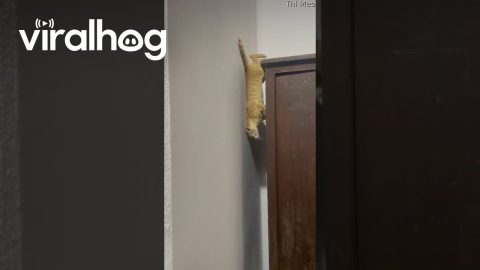 Spider-Cat Climbs Down || ViralHog