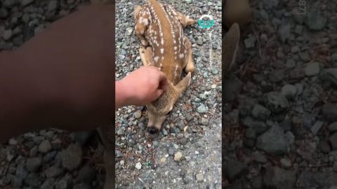 Friendly Fawn Comes For Scratches || ViralHog