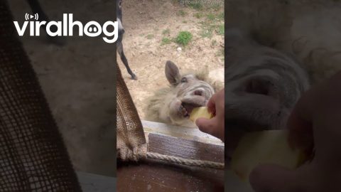 House Window Drive-thru For Sheep And Goats || ViralHog