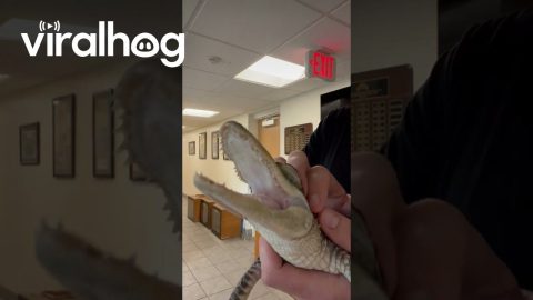 Little Gator Loves Head Scratches || ViralHog