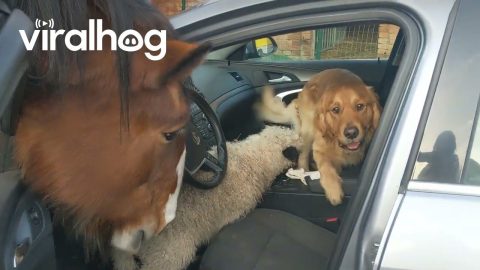 Farm Animals Invade Visitor's Car || ViralHog