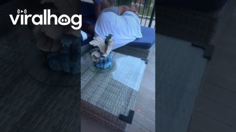 Friend Becomes Victim of Dog's Laser Pointer Obsession || ViralHog