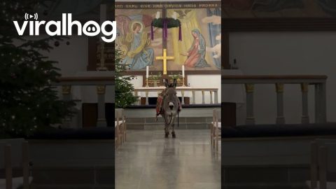 Donkey Listens To Church Music || ViralHog