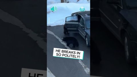 Bears Steal Car || ViralHog