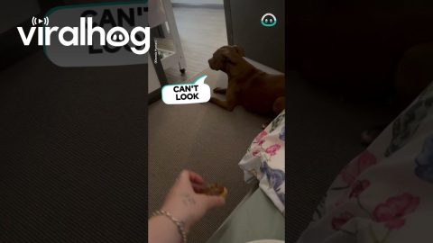 Pitbull Gets Zoomies Over Snack || ViralHog