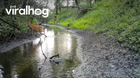 Trail Cam Captures Fawn's Zoomies || ViralHog