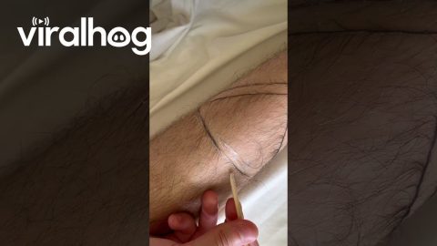 Creative Body Hair Art || ViralHog