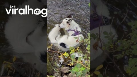 Border Collie Chilling in the Creek || ViralHog
