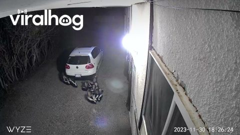 Huge Skunk Family Caught on Security Camera || ViralHog