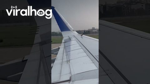 Birds Try to Perch on Airplane Wing || ViralHog