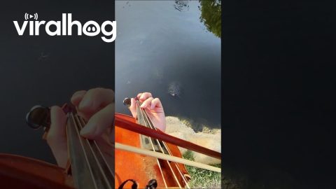 Violin Player Summons Turtles With Club Hit || ViralHog