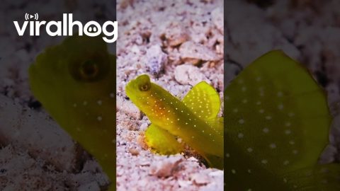 Yellow Prawn-Goby Lives in Symbiosis With Shrimp || ViralHog