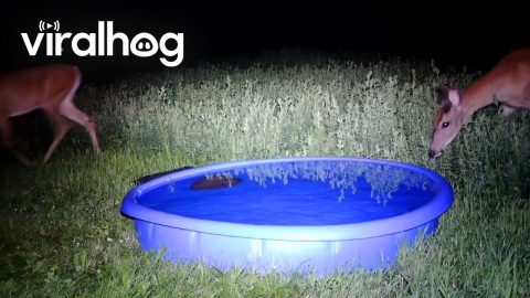 Wildlife Checking Out the New Pool || ViralHog