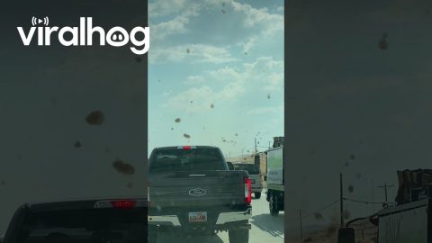 Tumbleweeds Block Traffic || ViralHog