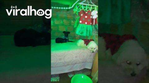 The Royal Canine Sleepover || ViralHog