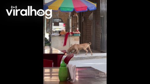 Stray Dog Steals From Street Vendor || ViralHog
