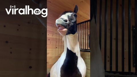 Horse Hangs Out On Bean Bag Chair || ViralHog