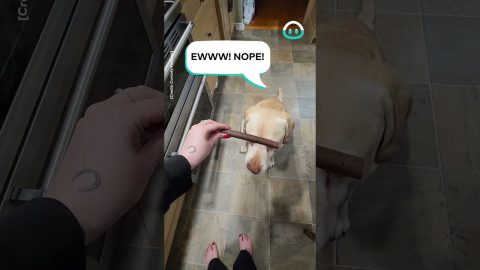 Picky Labrador Only Eats Favourite Treat || ViralHog