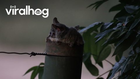 Lesser Bushbabies Emerge From Nest || ViralHog