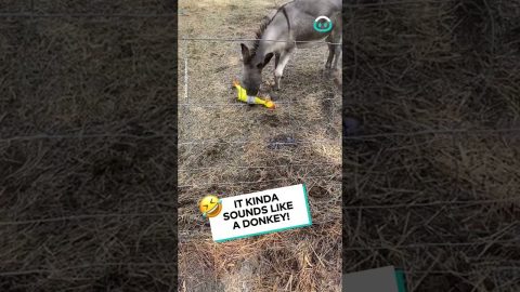 Donkey LOVES his Squeaky Chicken || ViralHog