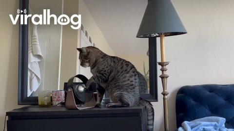 Cat DJ Performs With Fan || ViralHog