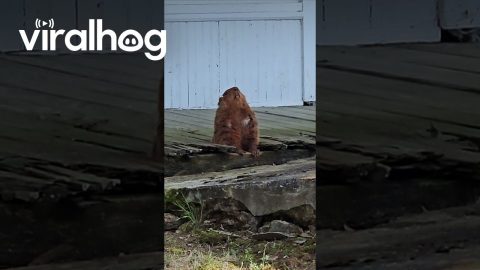 Groundhog Does Morning Meditation || ViralHog