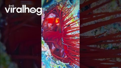 Electric Clam Reflects Light || ViralHog