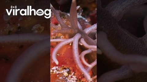 Sea Creature Looks Like An Alien || ViralHog