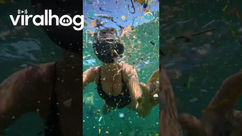 Plastic Polluting The Ocean || ViralHog