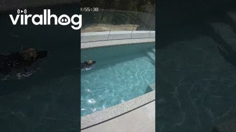 Dog Enjoys a Swim in the Pool || ViralHog