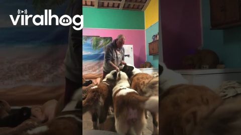 No Such Thing as Too Much Love... or Dogs || ViralHog