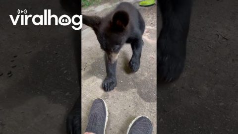 Bear Cub Is Fascinated By Shoe || ViralHog