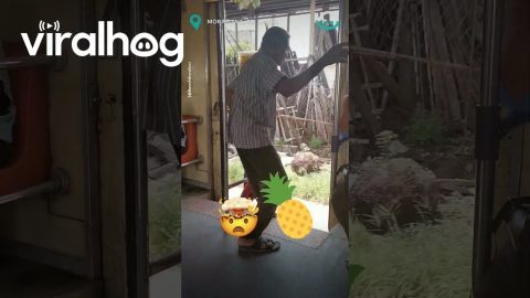 Incredibly Impressive Pineapple Salesman || ViralHog