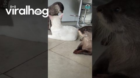 Otter Pals Gang up On Kitten || ViralHog