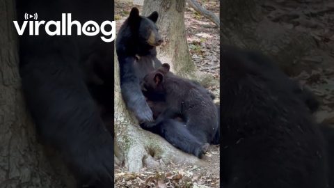 Mama Bear Feeds Her Cub || ViralHog