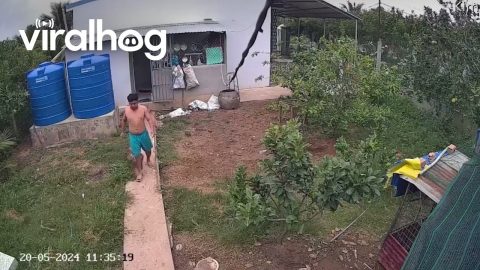 Excited Dog Knocks Man Down || ViralHog