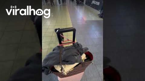 Frenchie Takes Off With Luggage || ViralHog