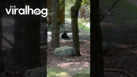 Bear Cub Plays On Hammock With Mom Nearby || ViralHog