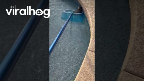 Moist Owlette Removed From Pool || ViralHog