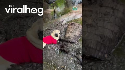 Pug Gets Very Muddy || ViralHog